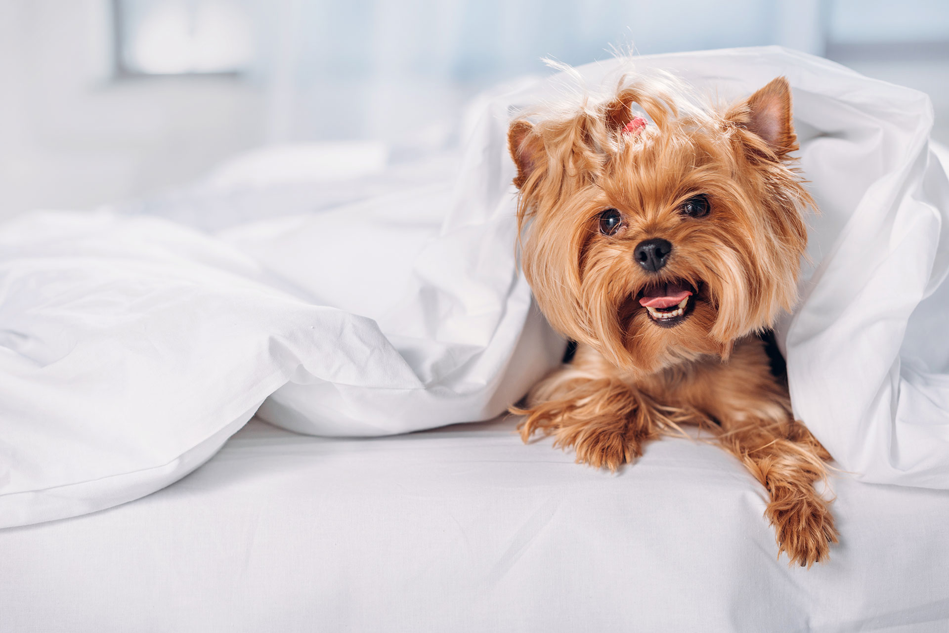 Small dog relaxing on white bed sheets in a Grand Ambassador hotel room